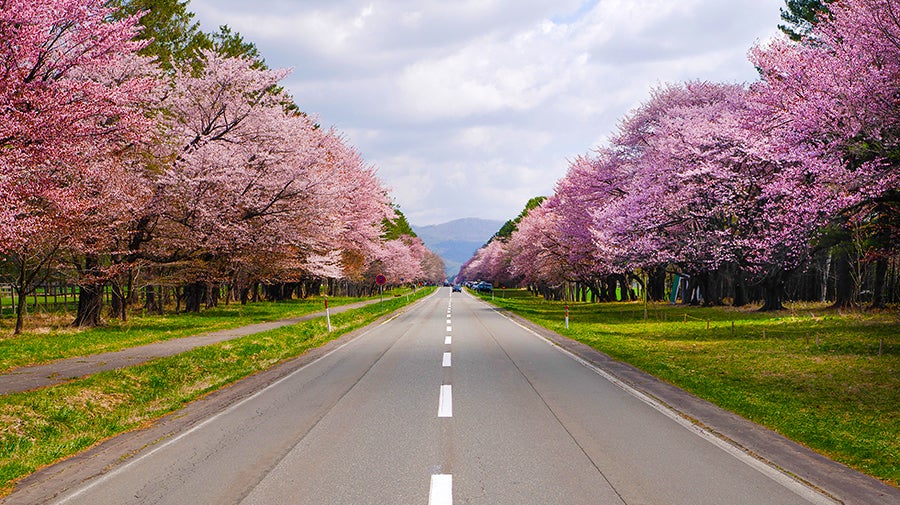 関東 桜名所＆穴場スポット20選春のお花見ドライブを満喫Hinotori