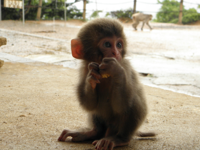 嵐山モンキーパークのアクセスや行き方と駐車場について！地元人による嵐山観光の手帖