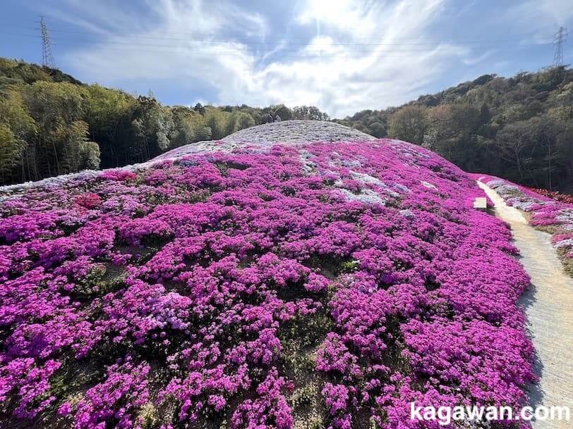 富士山と芝桜: 富士川町観光物産協会ブログ