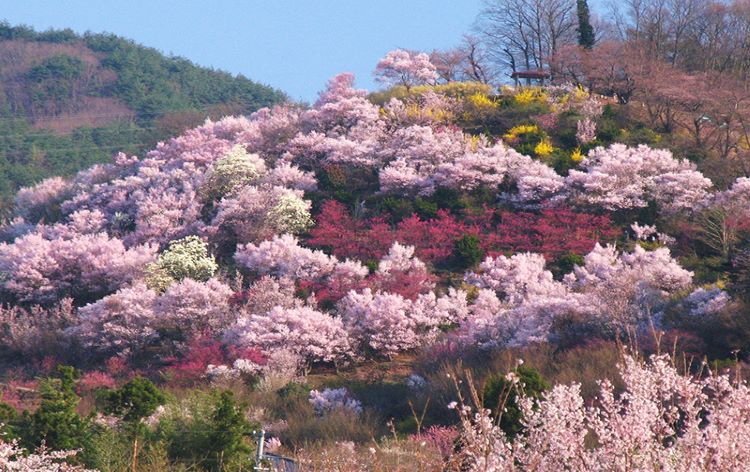 春を迎える東北へ！みちのく三大桜名所をご紹介！その他、周辺のおすすめ桜スポットもご案内