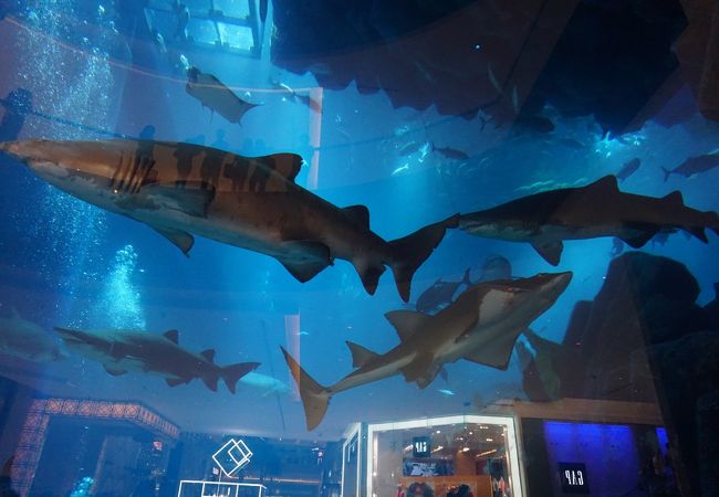 ドバイ水族館 ドバイ モールを彩る巨大水槽 幅32メートルの青き壁 ドバイ旅行記