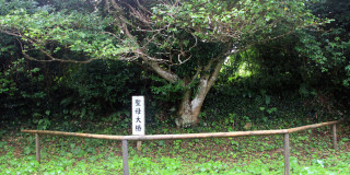 高尾山の登山コースガイド 難易度・所要時間・魅力を網羅的に紹介！GOOD LUCK TRIP