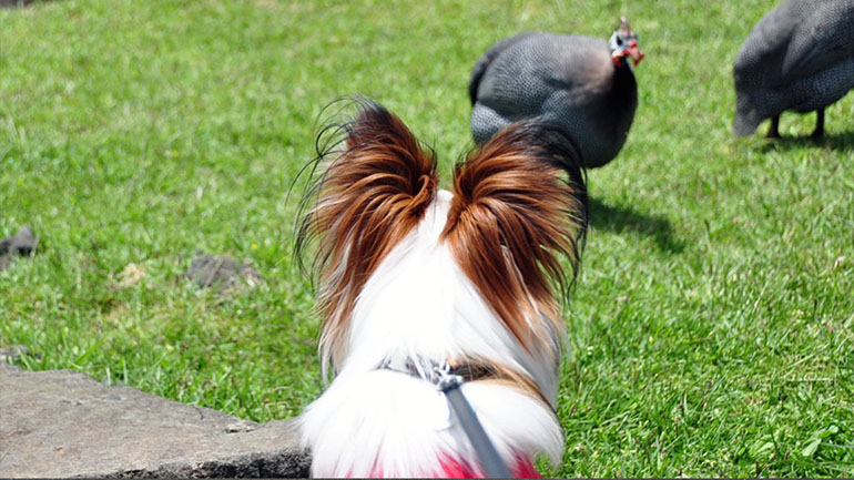 伊豆の犬連れランチ・カフェ13選 ペット可・犬連れOK！名物グルメや人気ランチが楽しめるカフェワンコnowa