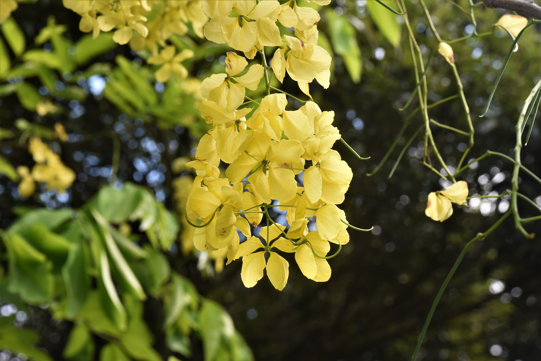 ナンバンサイカチ 南蛮皀莢ケア, 特徴, 花,