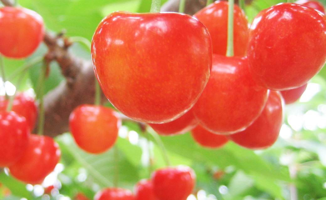 上今諏訪のさくらんぼ狩りランキングTOP6 - じゃらんnet