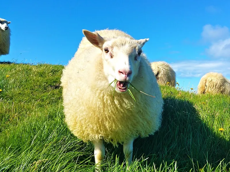 アイスランド地図 - 旅行のとも、ZenTech