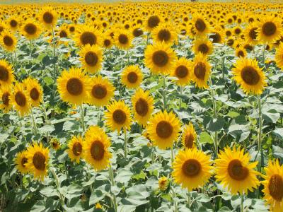 9 9開園！「柳川ひまわり園」秋のヒマワリ50万本福岡・佐賀 週末楽しむニュースマガジン ジモタイムズ・九州朝日放送