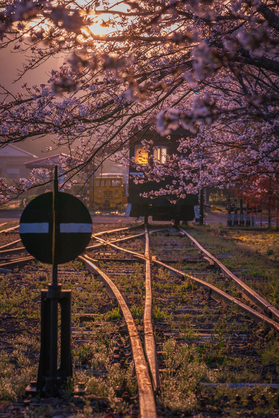 鹿児島県薩摩郡さつま町 永野鉄道記念館 薩摩永野駅跡 周辺は桜が満開ででした。 2025年3月28日鹿児島県薩摩郡さつま町薩摩郡さつま町永野鉄道記念館薩摩永野駅跡桜ソメイヨシノカゴスタグラマーkago100かごしま宝箱