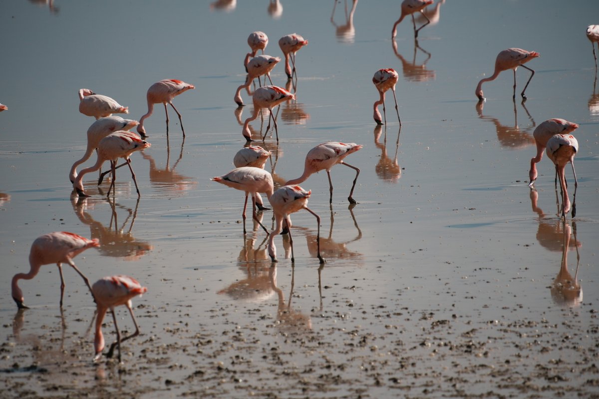 アンボセリ セレナ サファリ ロッジAmboseli Serena