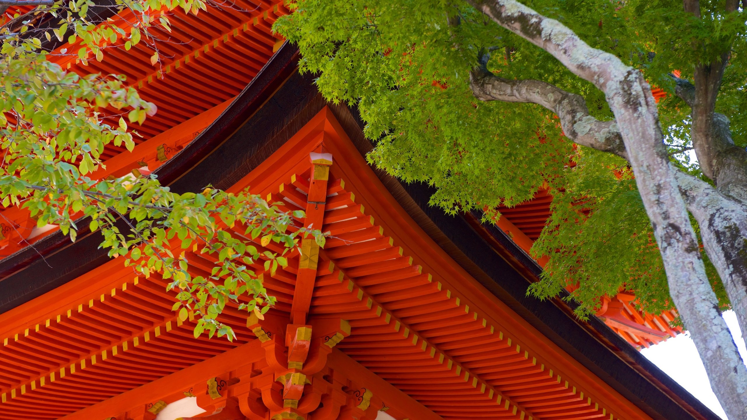 広島県廿日市市「五重塔の隣にある宮島最大の木造建築物」国分太一のおさんぽジャパン