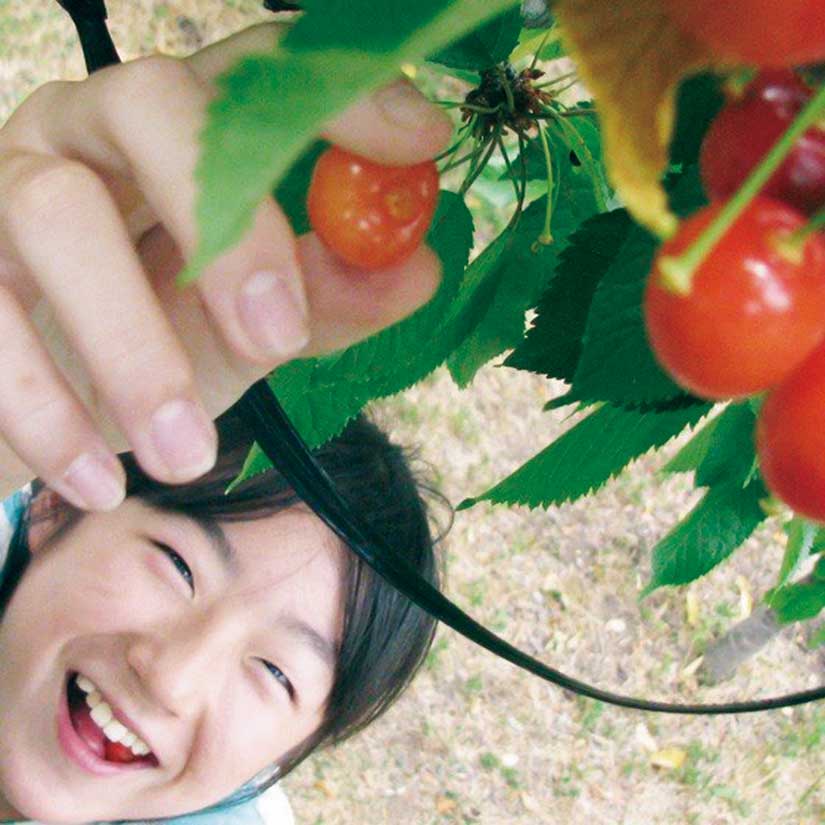 魅力がいっぱい！山梨のさくらんぼ狩りおすすめスポットをご紹介 - フジヤマNAVI