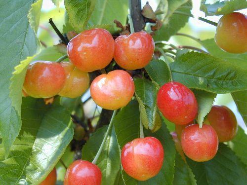 飛騨高山諏訪果樹園