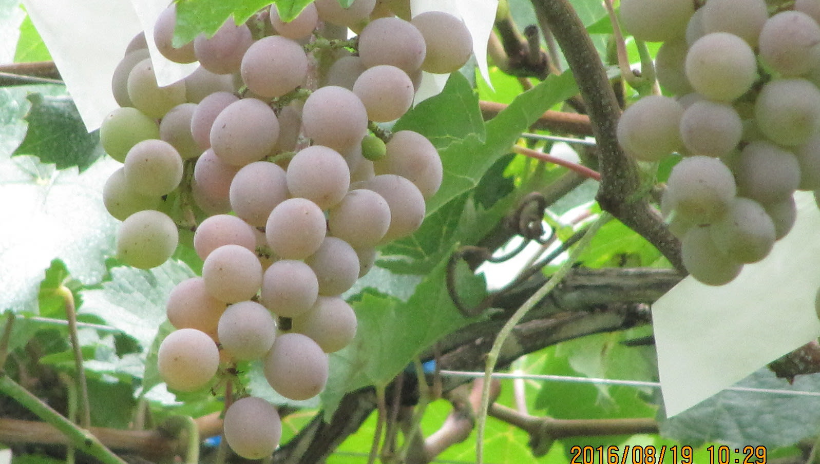 ぶどう狩り 甲州の写真素材44312594- PIXTA