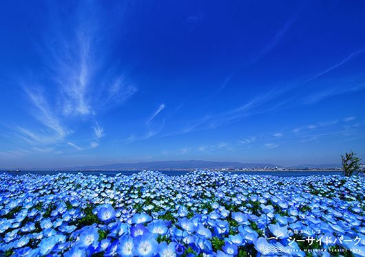 ご紹介いただきありがとうございます！！ ネモフィラ祭り残り2日となりました！！ まだまだネモフィラ綺麗に咲いてます！！ 満開とはいきませんが皆座のお越しをお待ちしております🤍 素敵な写真や投稿を