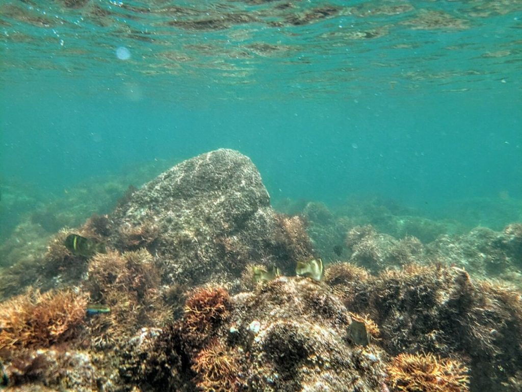 神奈川県の真鶴 琴ヶ浜 でシュノーケリング