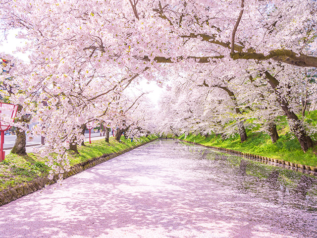 群馬県内発みちのく南東北桜ハイライト～日本三大桜「三春の滝桜」「花見山公園」「鶴ヶ城公園」「日中線しだれ桜」 ～