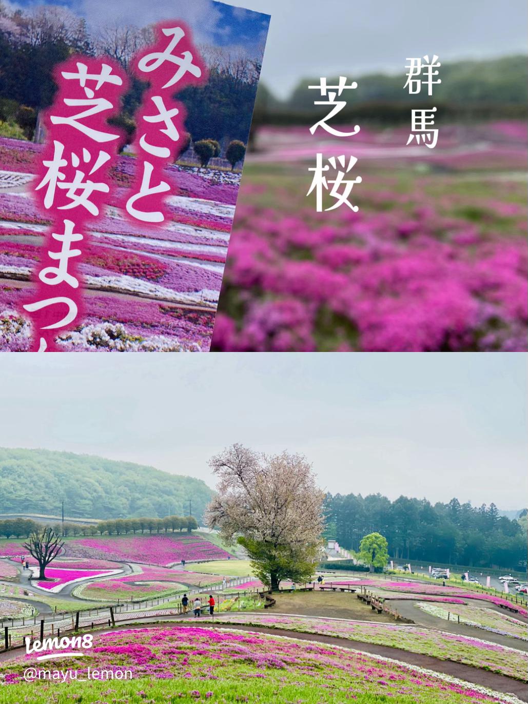 群馬の春のおすすめ観光スポット『みさと芝桜公園』２６万株の芝桜の絨毯は必見！ - 群馬ぐるぐるクラブ