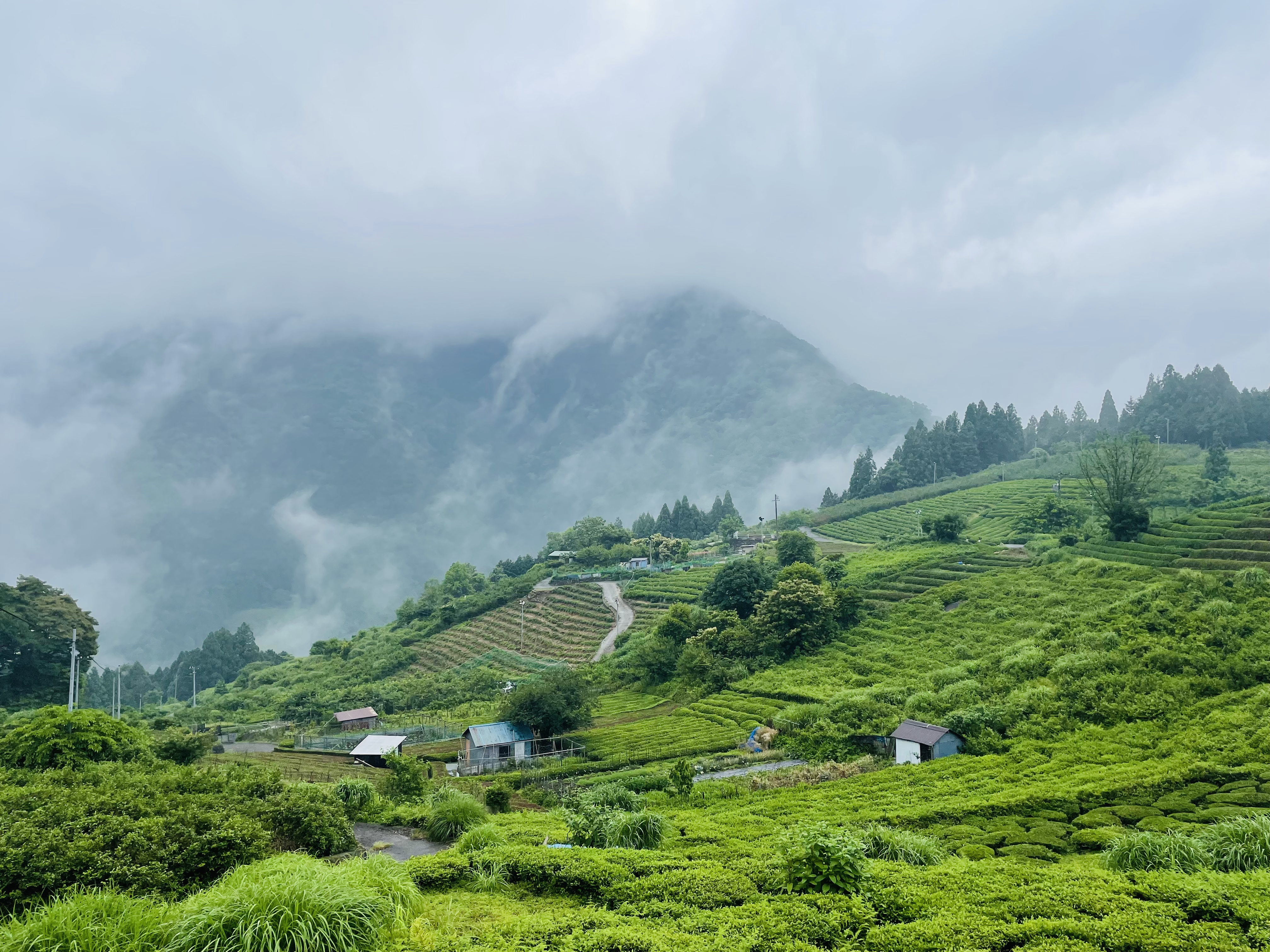 岐阜のマチュピチュ：天空の絶景茶畑とカフェ巡り