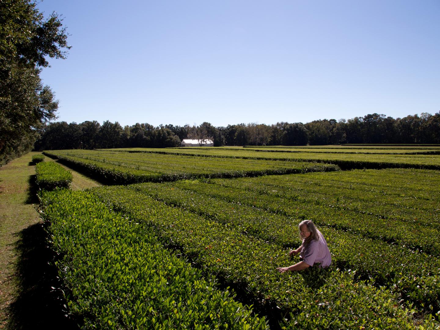 サウスカロライナ州 - Wikiwand