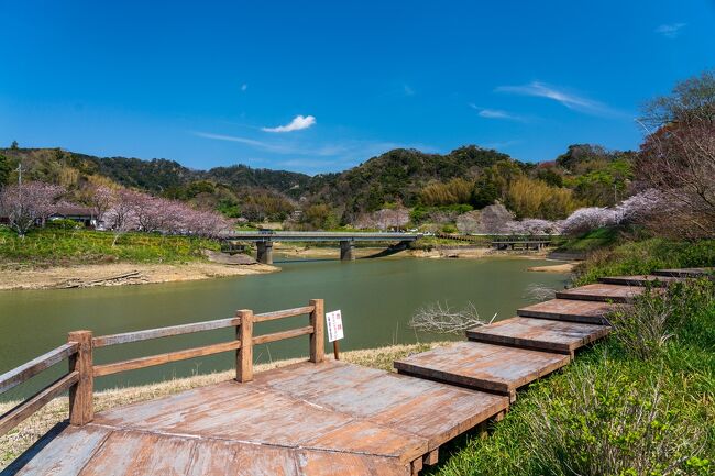 佐久間ダム親水公園「水仙まつり」2025年見頃時期と開花状況・アクセスと駐車場 千葉県鋸南町カタスミ日記