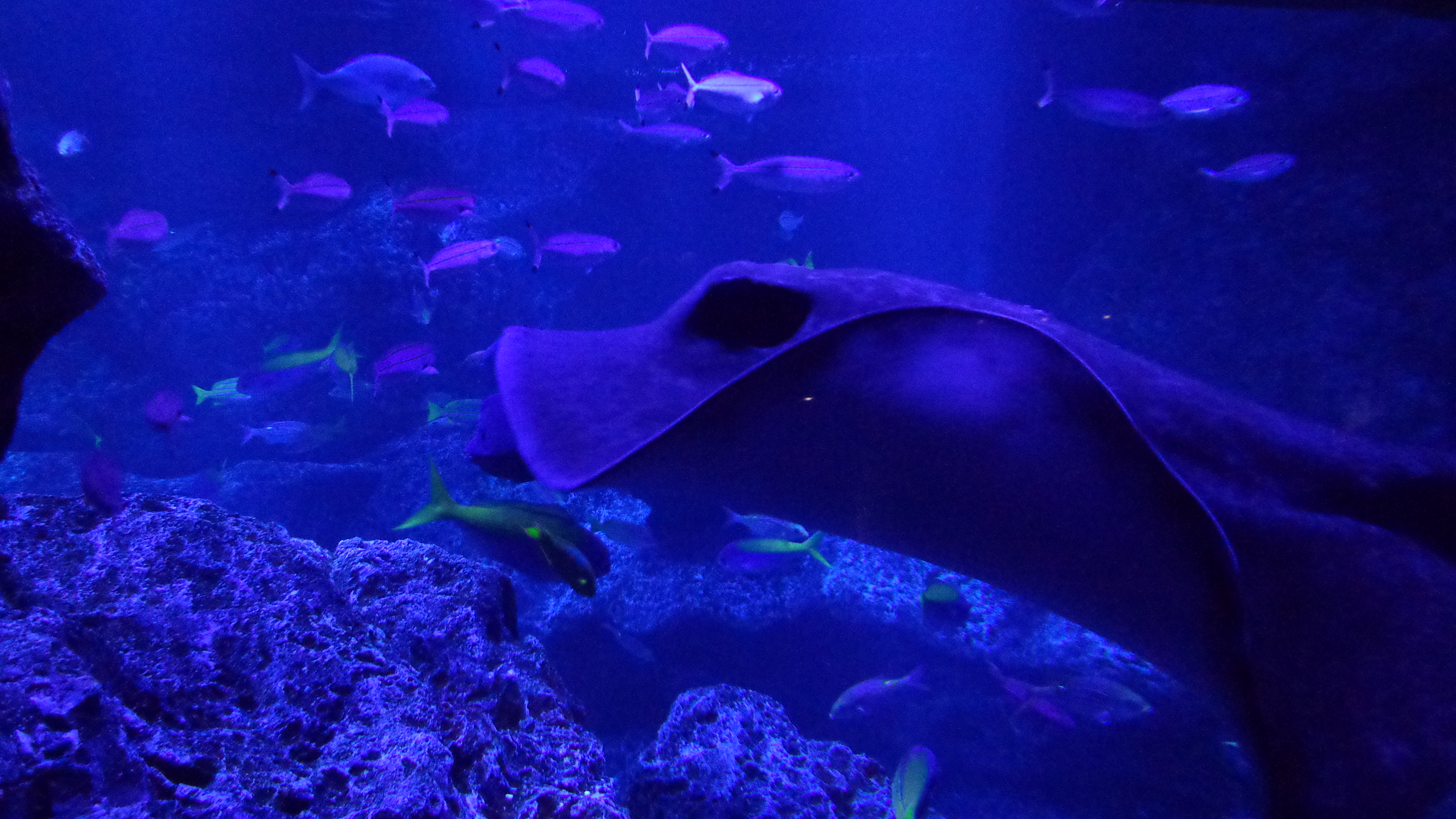 スカイツリーエンジョイパック すみだ水族館入場プラン東京スカイツリー -