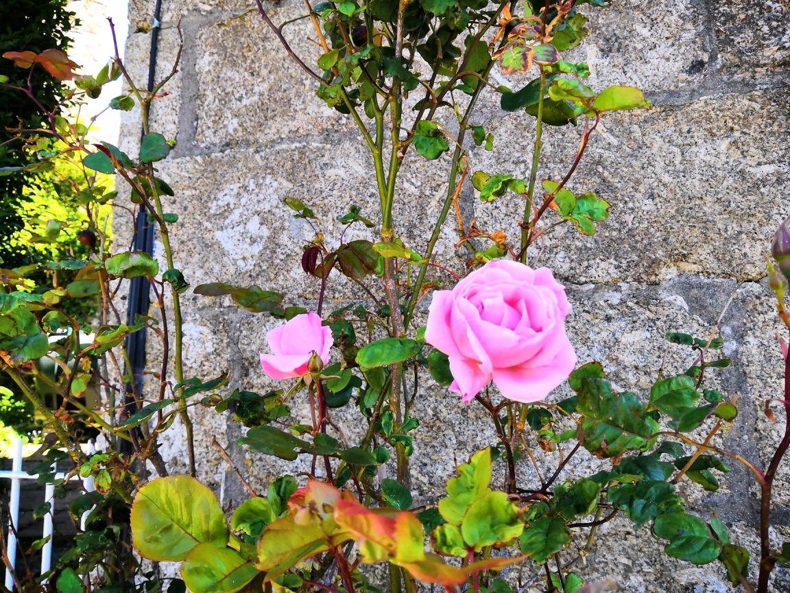 閲覧注意 イギリスの海岸に人魚の死体が漂着！画像- ワールドポケット－おもしろ海外ニュースまとめ