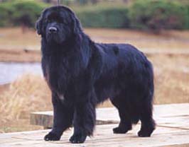 オーシャンアトランティック号 ヴァイキングの歴史グリーンランド＆ニューファンドランド2020 日本出発日：2020年9月11日 13泊14日