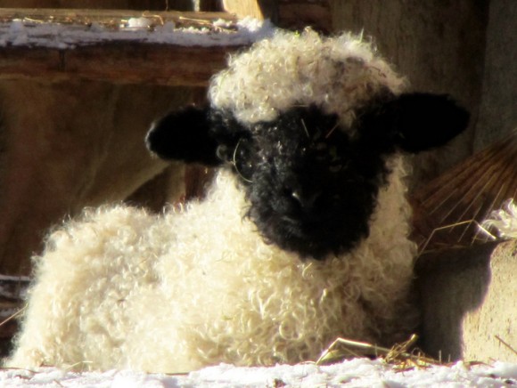 ヴァレーブラックノーズ シュバルツナーゼ- Picture of Riffelhaus