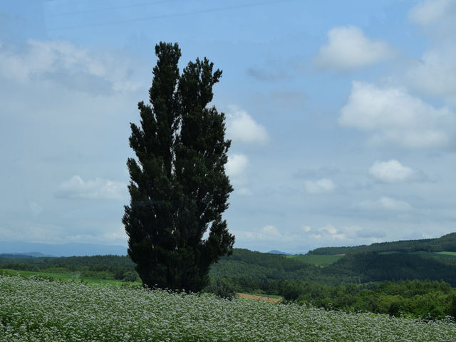 ケンメリの木の写真素材 - PIXTA