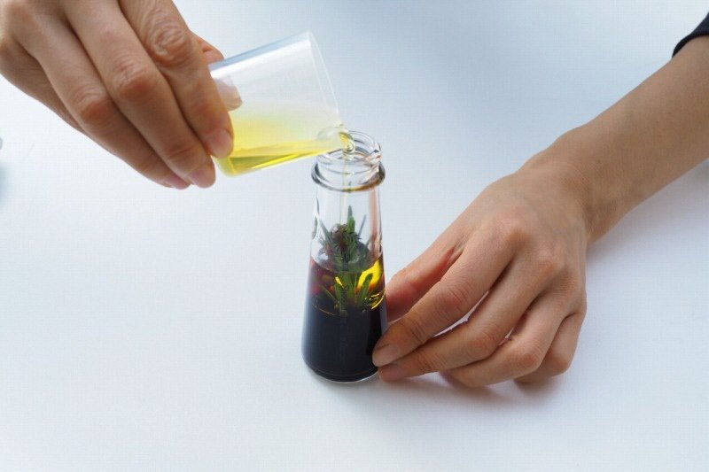 香川 2024年・小豆島オリーブ収穫体験会 – 湘南オリーブワールド