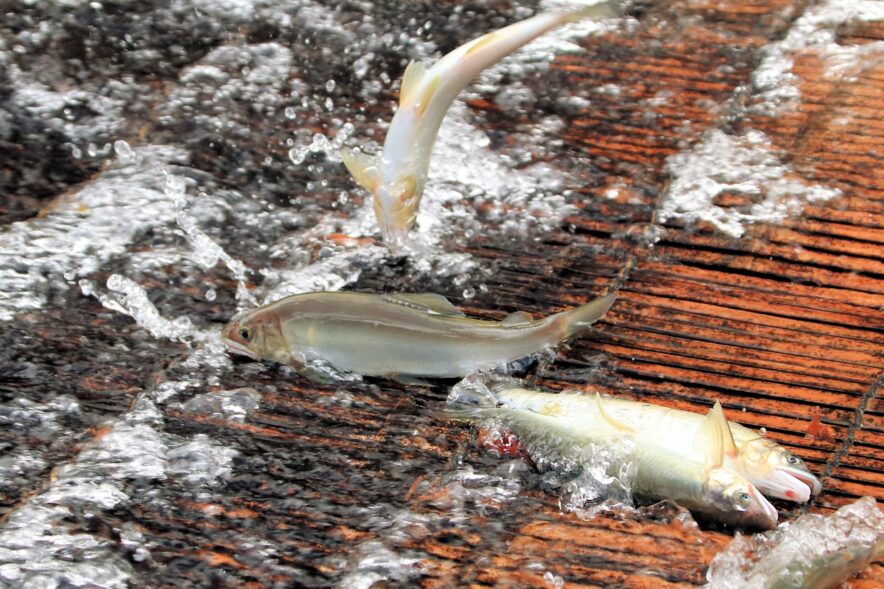 岐阜の鮎をヤナで満喫 – 岐阜ネタ満載！レッツぎふ マガジン