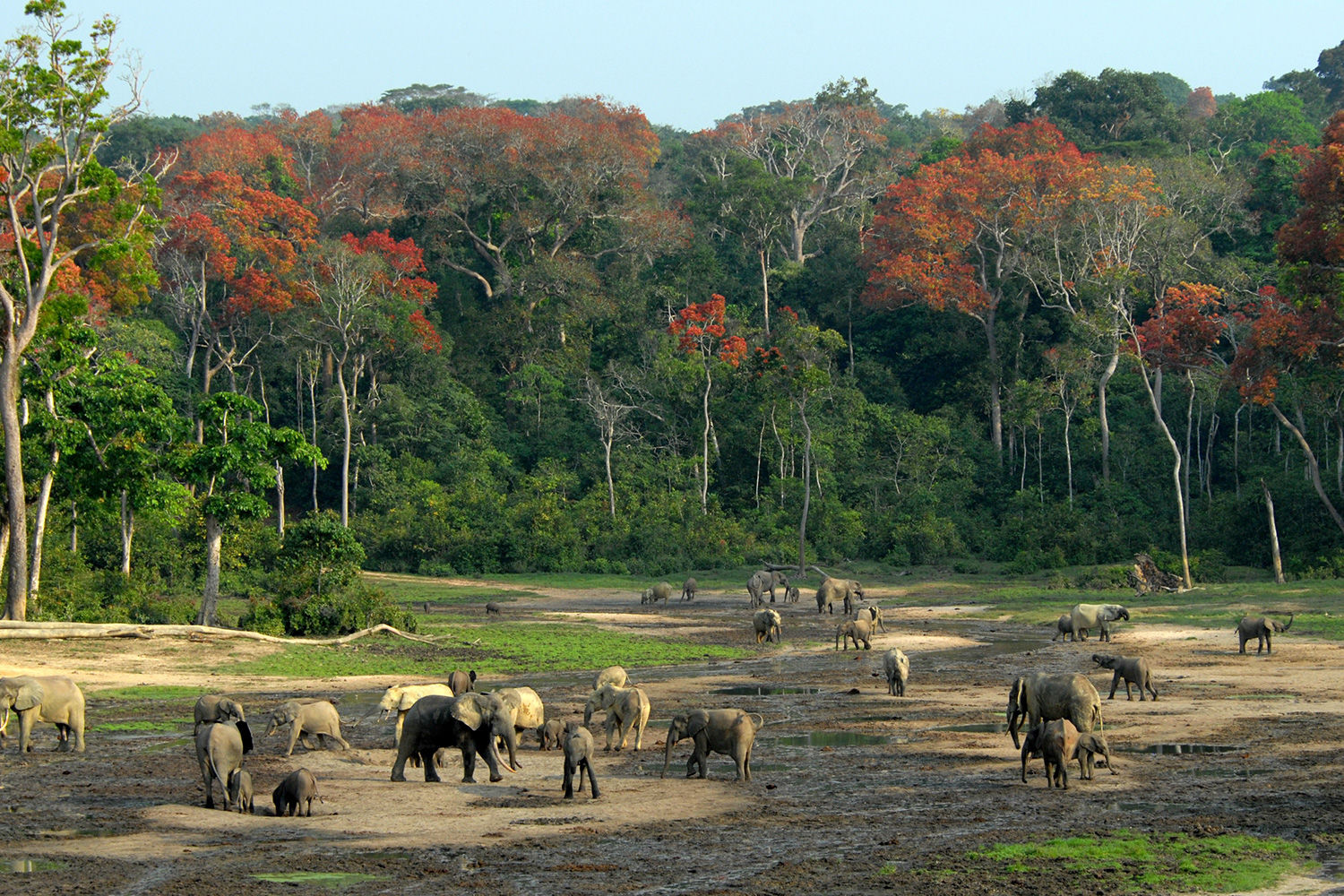 中央アフリカ共和国ってどんな国？」2分で学ぶ国際社会読むだけで世界地図が頭に入る本ダイヤモンド・オンライン