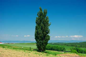 美瑛町パッチワークの路、ケンとメリーの木、セブンスターの木、マイルドセブンの丘パズル暮らし