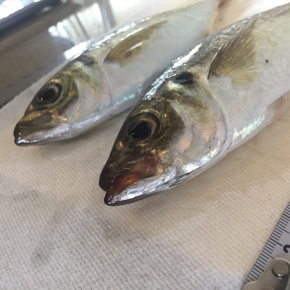 鶴見川河口おさかな探究隊☆さかきゅう