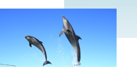 天草観光天草パールガーデン＆海中水族館シードーナツヒロくんの四畳半の秘密基地