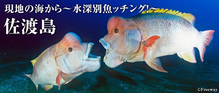 佐渡汽船・JR東日本・JAL「佐渡島、忘るべからず。」3社連携キャンペーンスタート佐渡汽船公式サイト