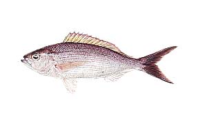 マチの種類釣りごろ〜沖縄しあわせ生活