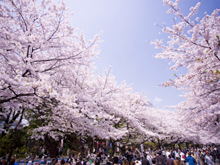 混雑なし穴場 大学キャンパスの桜でお花見７選！とらべるじゃーな！ 穴場 いやし旅