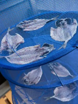 サビキ釣り用 配合餌・常温保存アミo *^▽^* o大塔店: