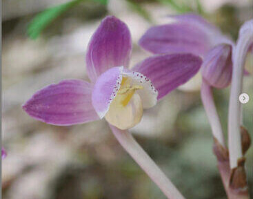 上高地へショウキランに逢いに？ - 気ままに菓子作り