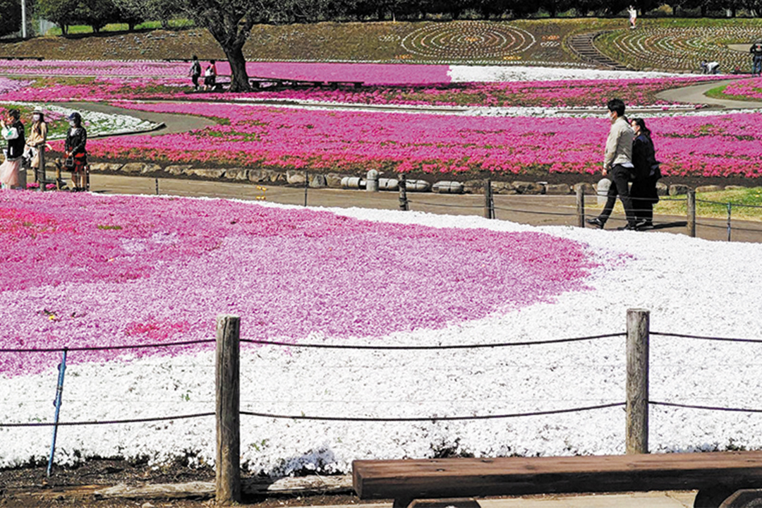 みさと芝桜公園 クチコミ・アクセス・営業時間高崎 フォートラベル