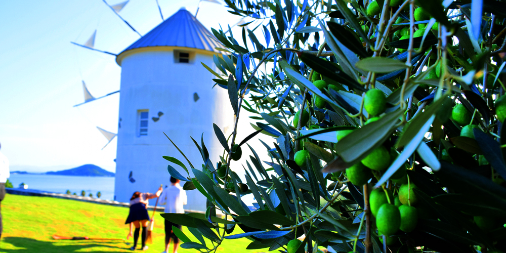 オリーブオイルブレンド体験 小豆島町