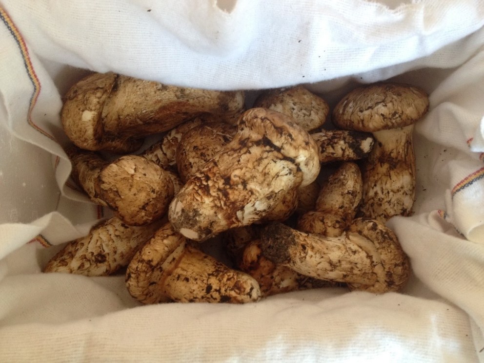 メキシコ在住ライター直伝 ばらまき用お土産１０選