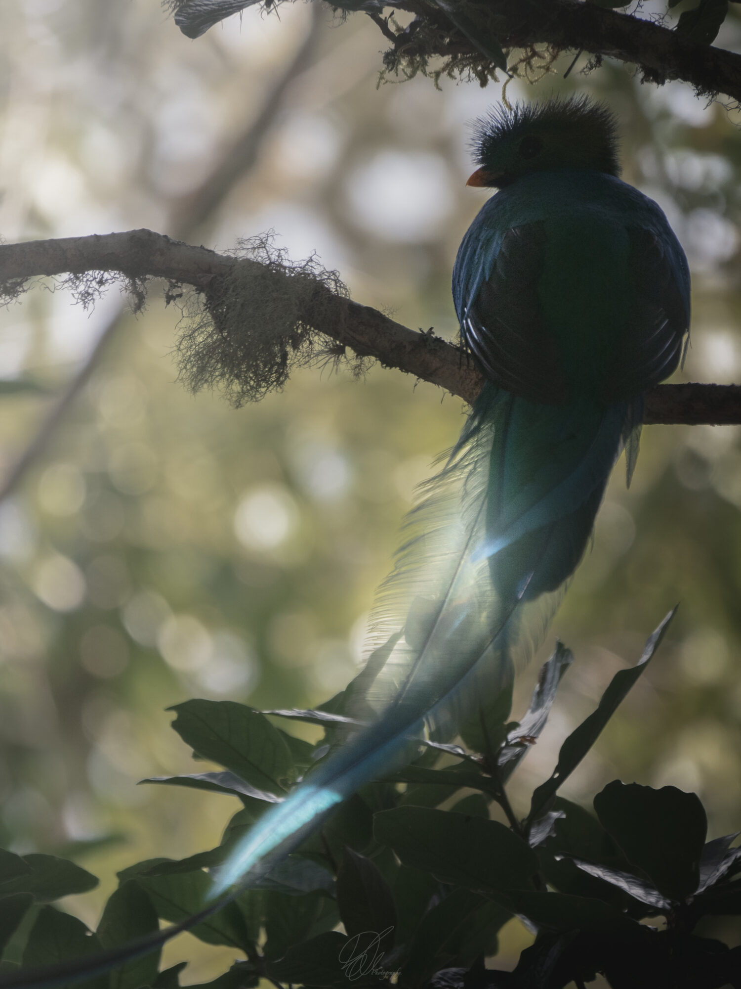 Amazon.co.jp: 水曜どうでしょうDVD第22弾『中米・コスタリカで幻の鳥を激写する！ 前枠・後枠