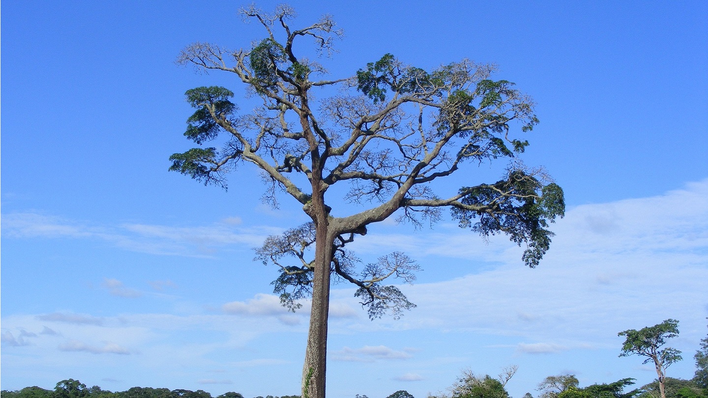 カメルーンの首都ヤウンデ ヤウンデ：カメルーンゴルコ31GOLCO31