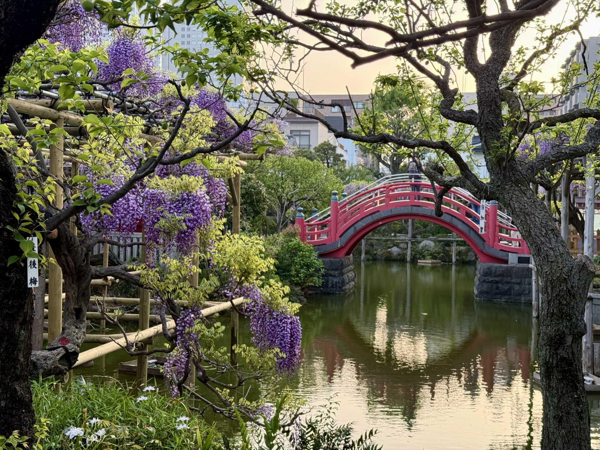 亀戸天神社＞東京都 - 浅草・上野エリアの神社仏閣 旅色
