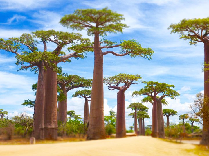 アフリカ54ヶ国+2ヶ国 国名と首都一覧 地図付き無料学習＆問題プリント中学地理yattoke 無料プリント