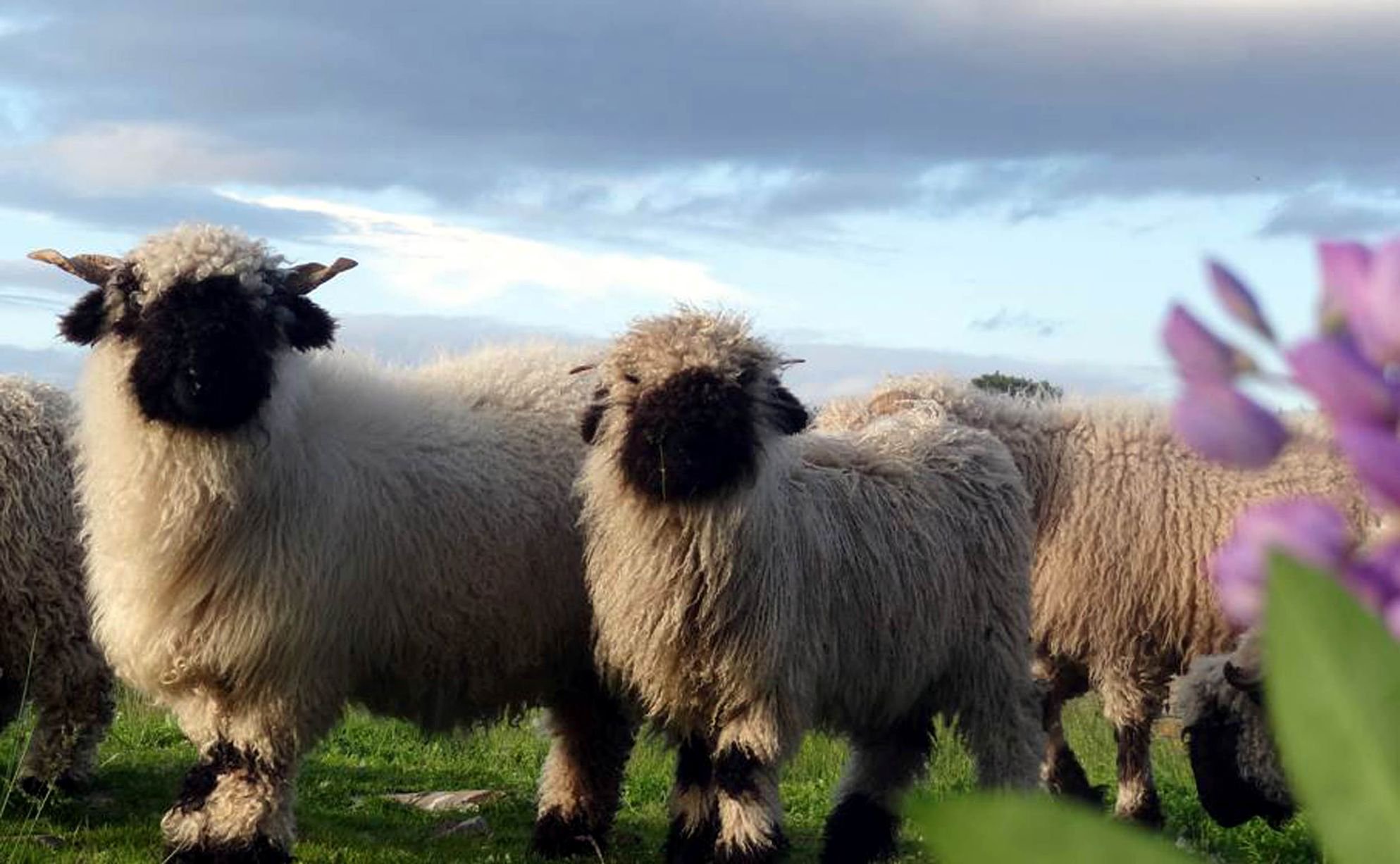 シュバルツナーゼと渓谷 « ヨーロッパ・ハイキングレポートフェロートラベル