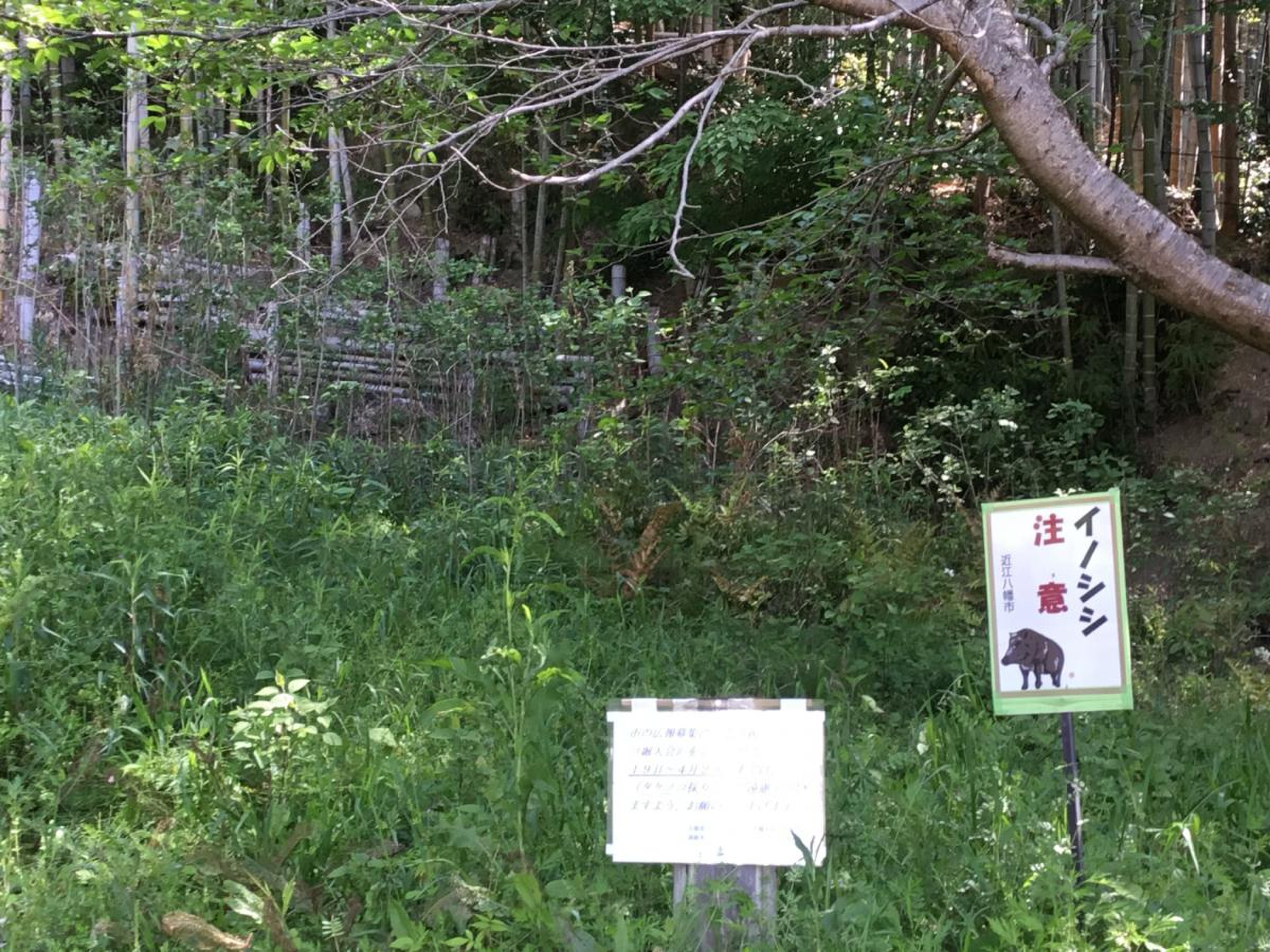 八幡山城跡 の周辺スポット・アクセス・口コミ -