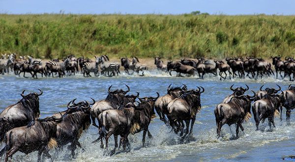 ケニア旅行・サバンナのサファリスポット7選 ツアーも紹介